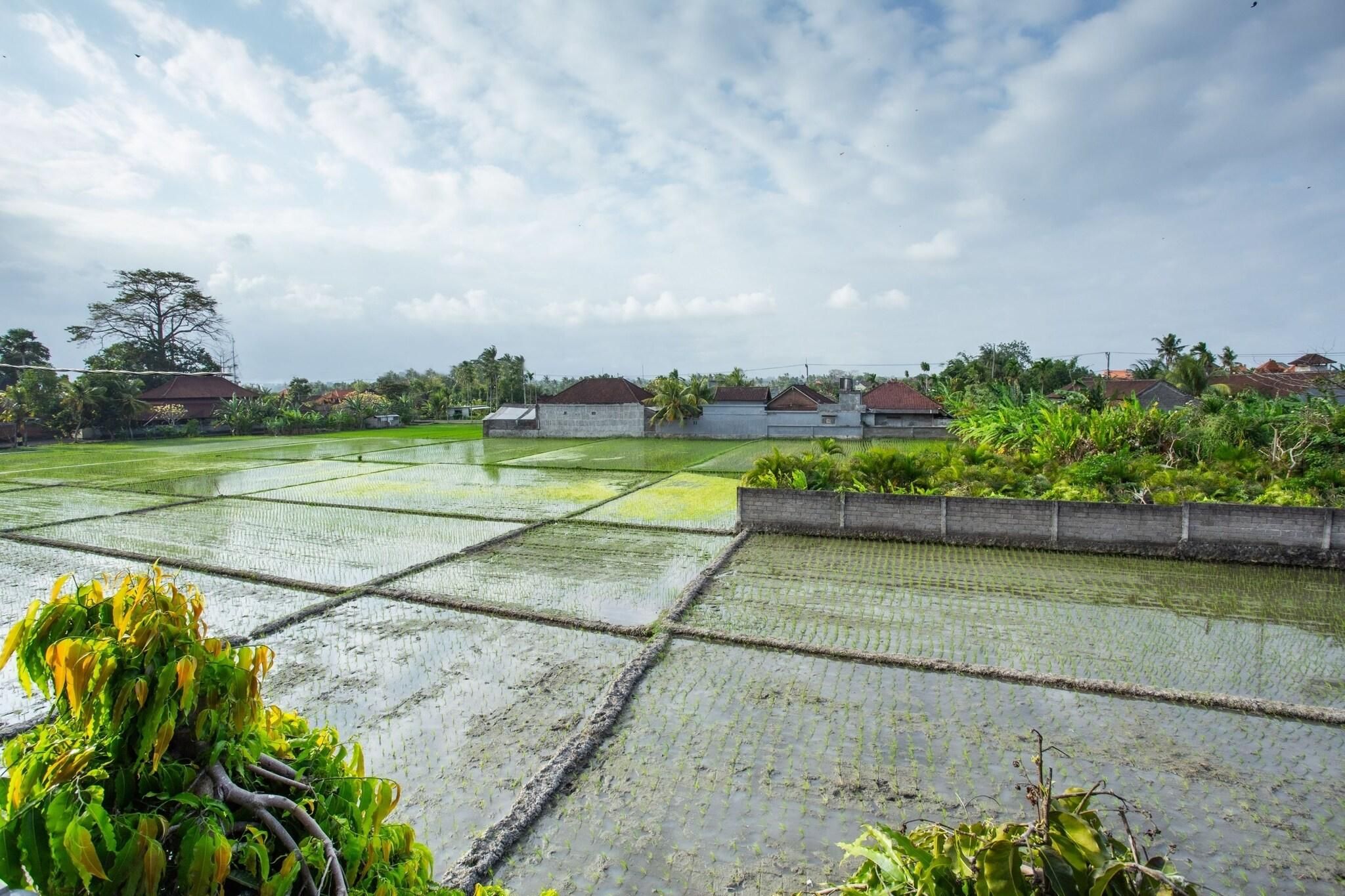 A rice paddy field with houses in the background.