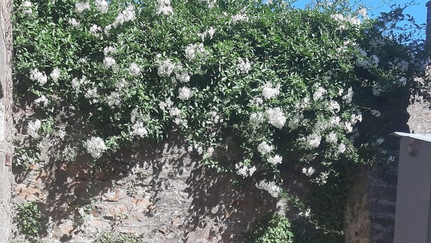 Un patio de piedra con una mesa y sillas, rodeado por un muro de piedra y una planta trepadora.