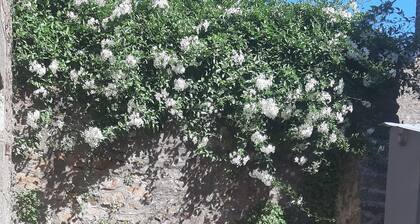 les cypres proche de st malo