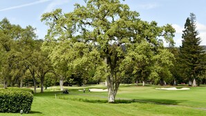 Ein Golfplatz mit gepflegtem Rasen, Sandbunkern und hohen Bäumen.