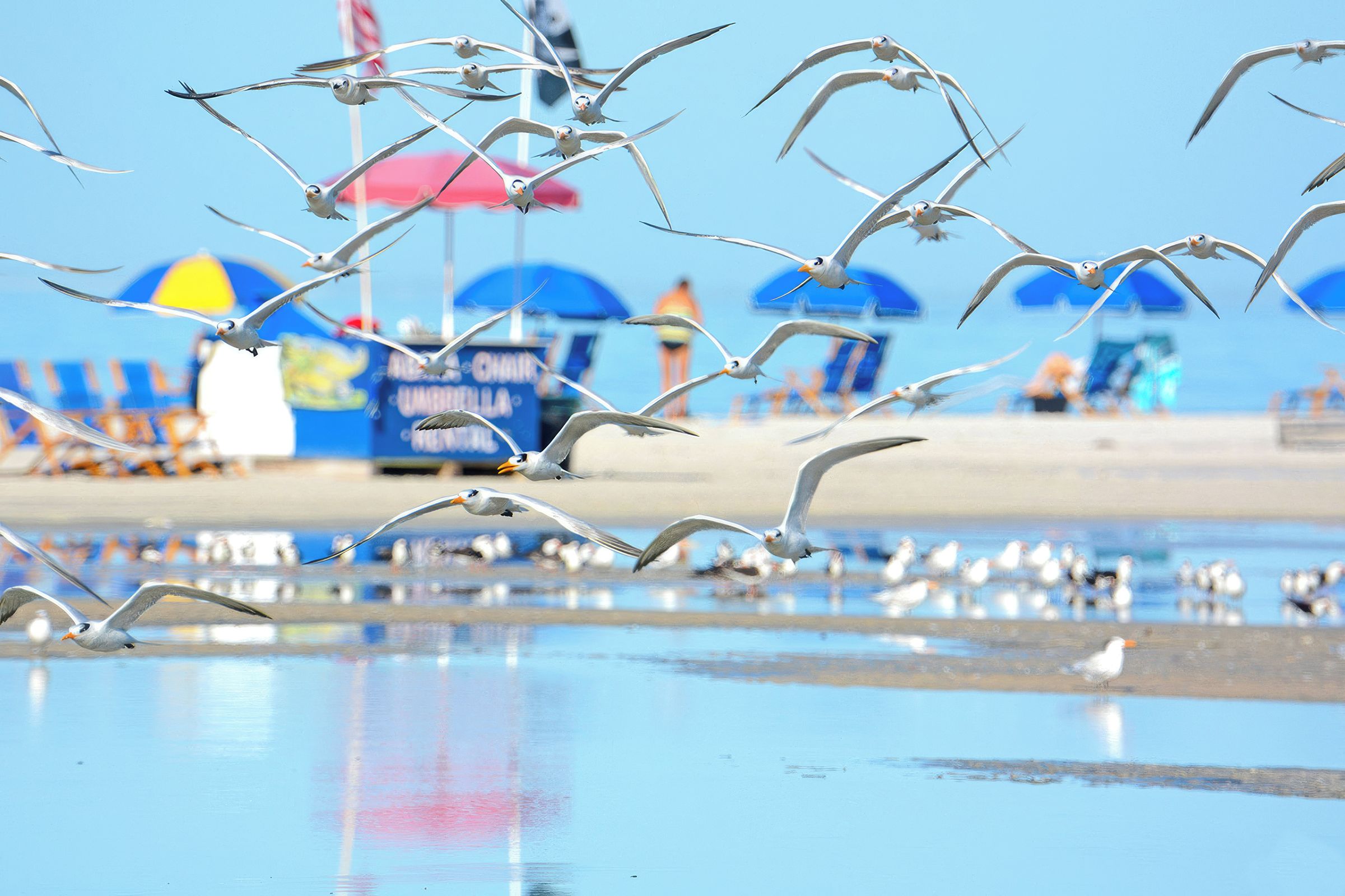 Seagulls flying over a beach with umbrellas and beach chairs in the background.