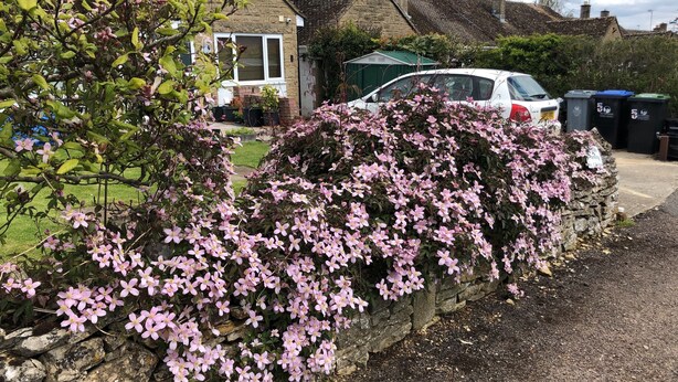 Eine Steinmauer mit rosa Blüten, ein geparktes Auto und Mülltonnen.