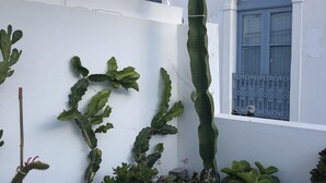 Ein weißes Gebäude mit Fenster und Tür, umgeben von verschiedenen Kakteen und Sukkulenten.