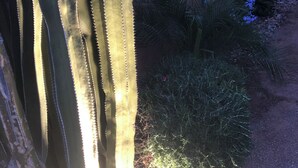 A cactus plant with spines, a small bush with blue flowers, and a dirt path. - VISIT ARIZONA IN STYLE                   ENJOY A HEATED POOL (Goodyear)