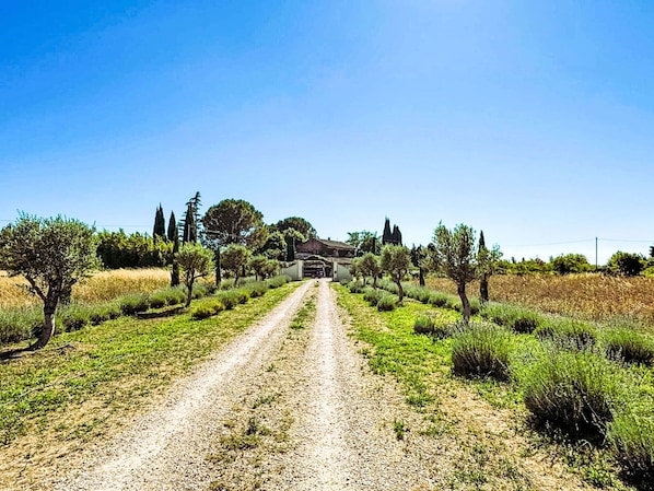 Vegetation, Natural Landscape, Shrub, Rural Area, Plain, Land Lot, Plant Community, Plantation, Field