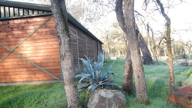 A wooden building with a metal roof, surrounded by trees and grass. - Updated Cottage on 6+ wooded acres, Horse setup, RV Hookups, Secluded not remote (Valley Springs)
