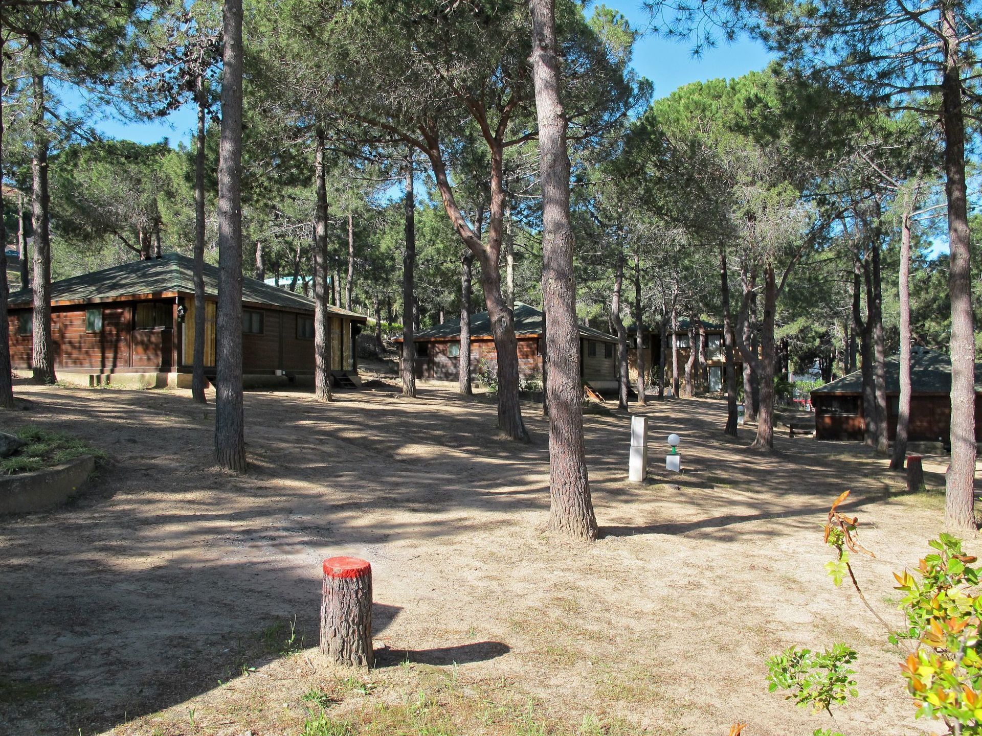 A campground with multiple cabins surrounded by tall pine trees.
