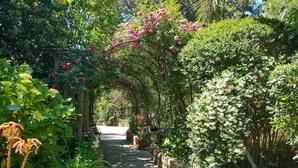 A stone pathway leading through a lush garden with various flowering plants and a wooden pergola covered in pink flowers. - Cosy apartment for 2 guests with pool, A/C, WIFI and terrace (Calvi)