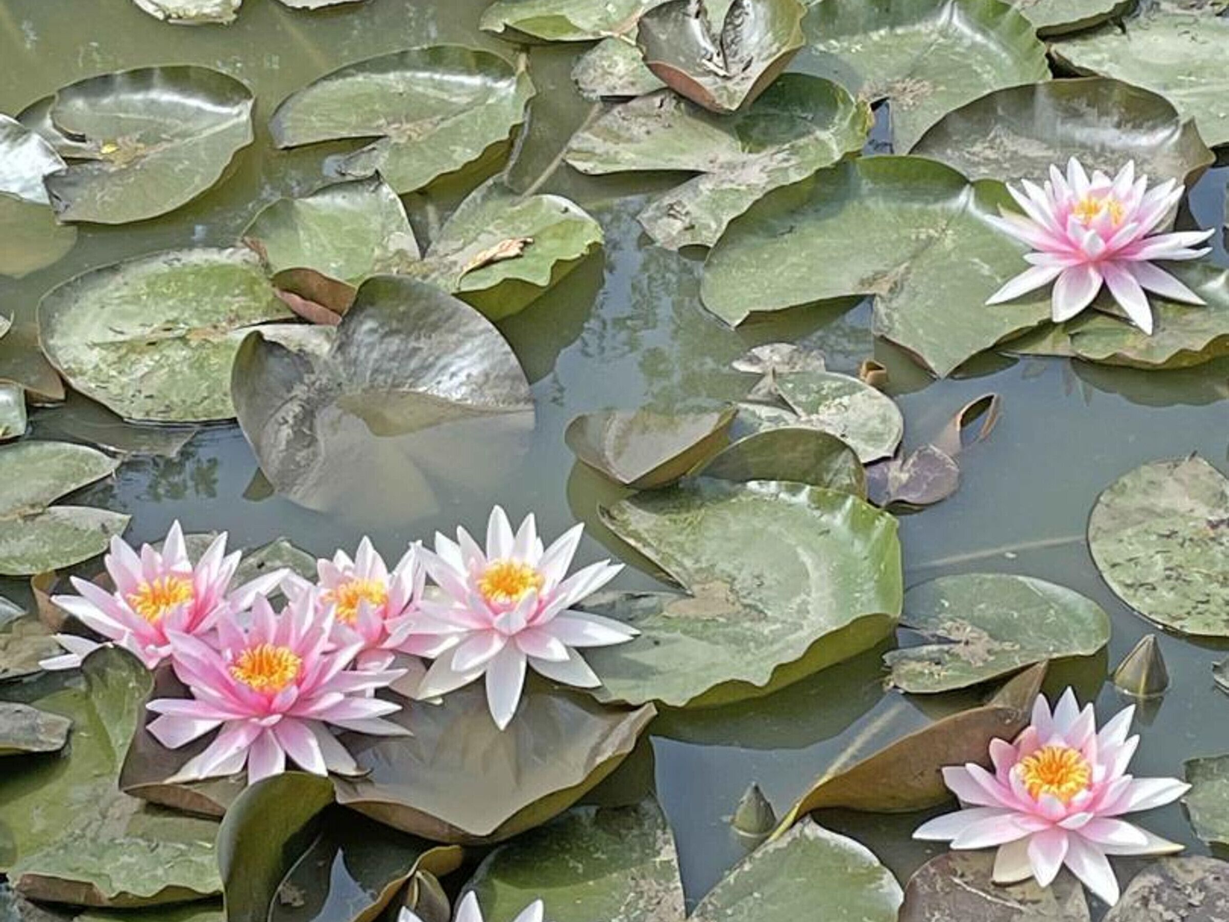Ein Teich mit Seerosen und Teichblatt.