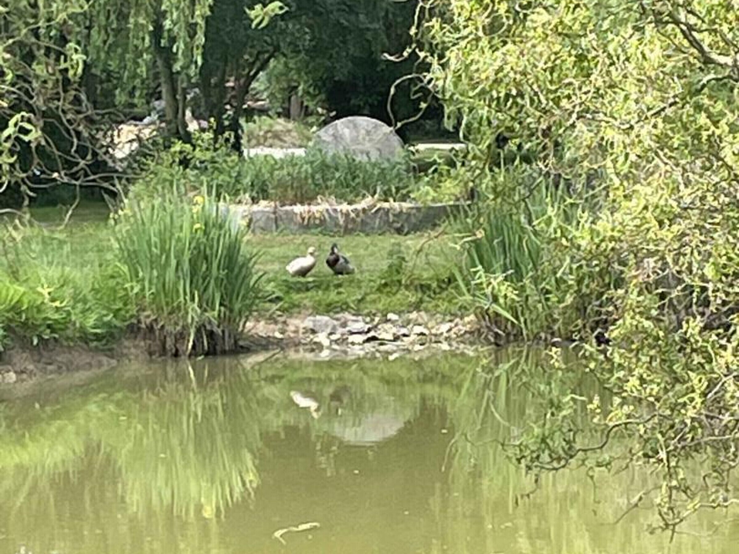 A pond with ducks and a bird, surrounded by greenery and trees.