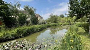 A tranquil waterway with lily pads and water lilies, surrounded by lush greenery and a building in the background. - Cozy house near Argentan - 9 guests (Sarceaux)