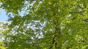 Eine Holzterrasse mit Tisch und Stühlen, umgeben von Grünpflanzen und Seilen.