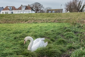 Un cisne en un campo cubierto de hierba, con casas al fondo.