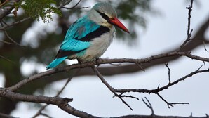 A bird with blue and black feathers perched on a branch.