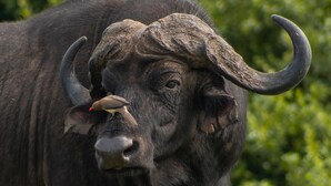 A buffalo with large curved horns and two birds perched on its head.