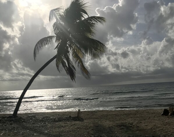 Una palmera en la playa con el océano al fondo.