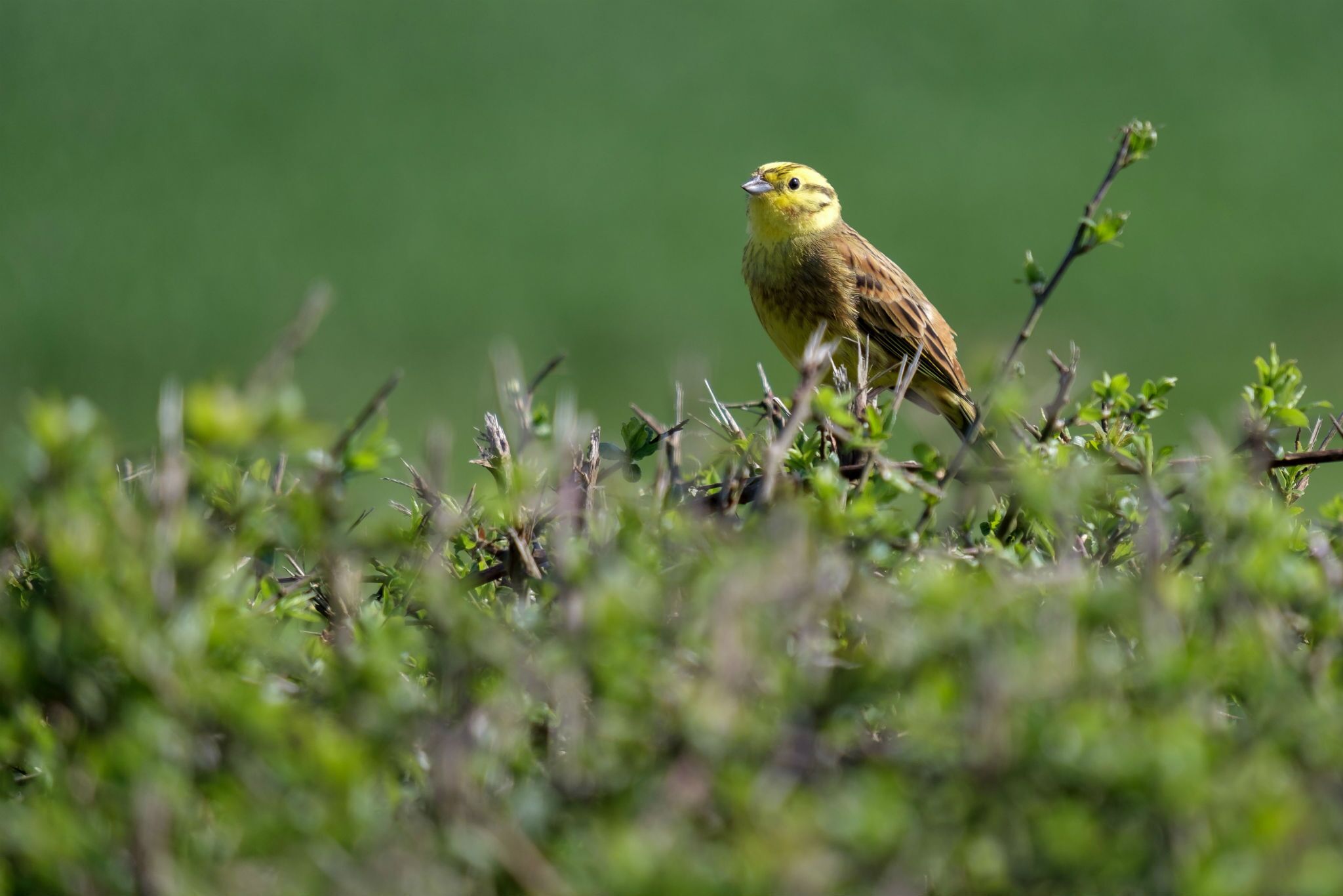 A bird perched on a branch amidst greenery.