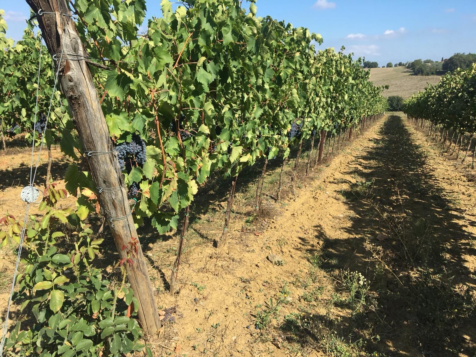Un vignoble avec des rangées de vignes et un chemin de terre.