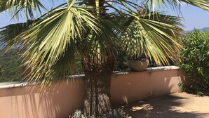 Una palmera en una maceta en un balcón con vista a una montaña al fondo.