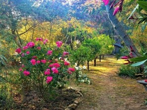 Un jardín con diversas plantas y un sendero de tierra.