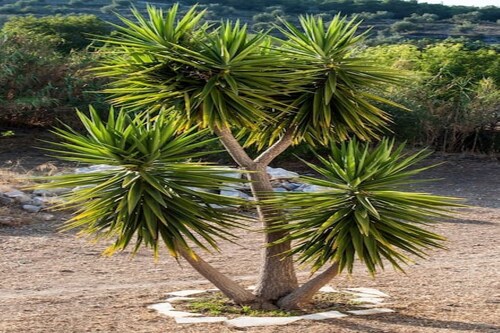 Alia's picturesque villa.