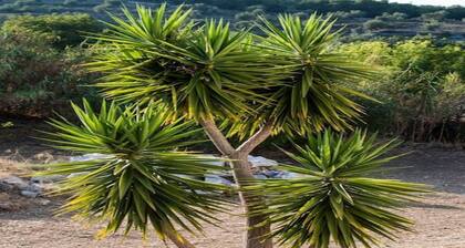 Alia's picturesque villa.