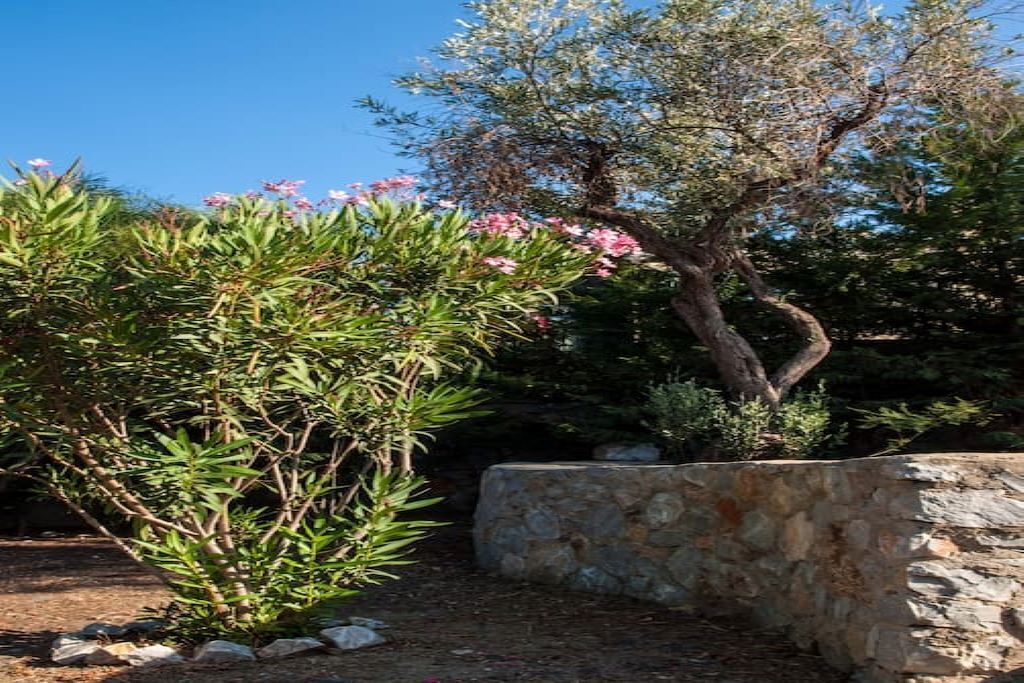 Un jardín con un muro de piedra, un árbol con flores rosadas y un arbusto de hojas verdes.