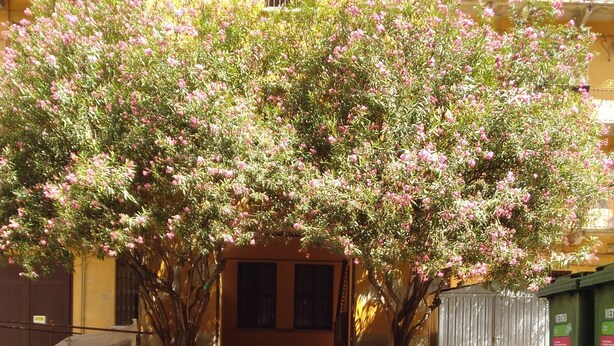 A paved pathway leading to a building entrance, surrounded by flowering trees and a metal fence. - Kibilù - Viale Bligny OSV (Milan)