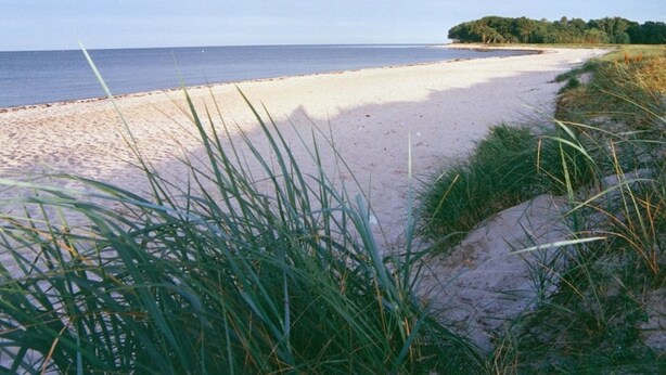 Une plage avec du sable et de l’herbe au premier plan, un ciel dégagé et une mer calme.