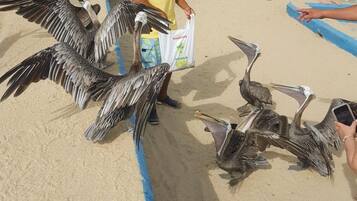 Un hombre sosteniendo una bolsa con aves en una playa arenosa.