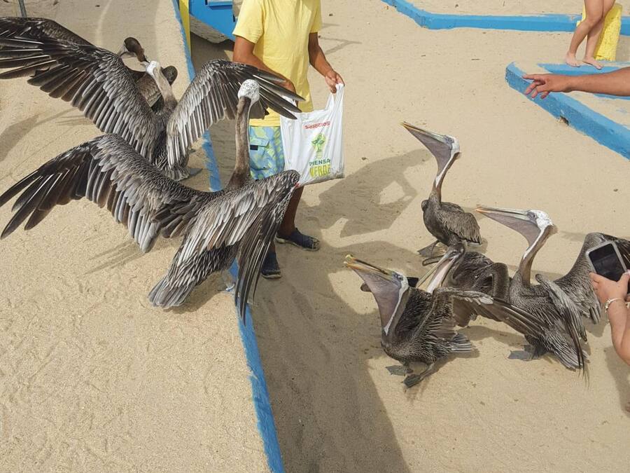 Un hombre sosteniendo una bolsa con aves en una playa arenosa.