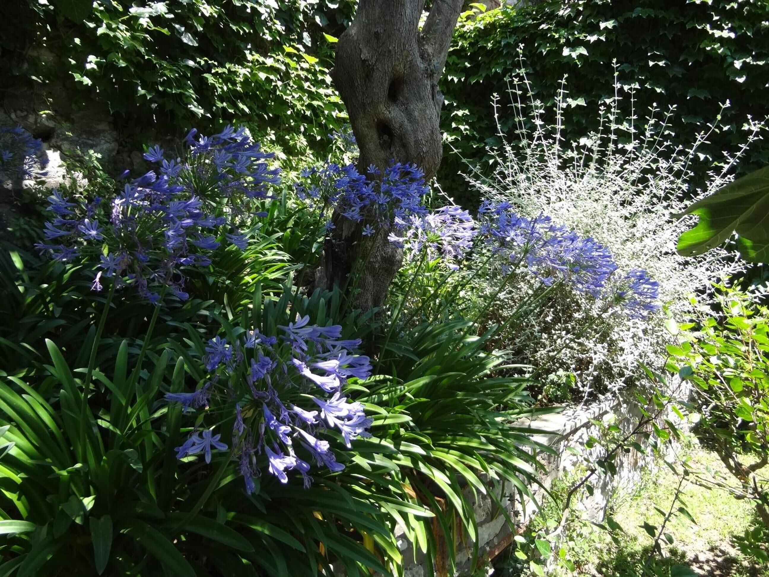 Um jardim com várias plantas e flores, incluindo flores azuis e brancas, e um tronco de árvore.