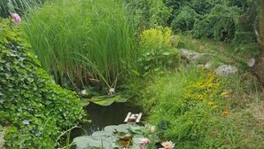 Ein Teich mit Seerosen, umgeben von üppigem Grün.