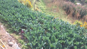 Un jardín con filas de plantas frondosas, una estructura de invernadero y un paisaje montañoso con árboles y arbustos.