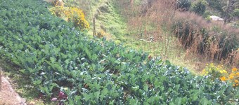 Organic village life homestay , spend your vacation in peaceful environment 