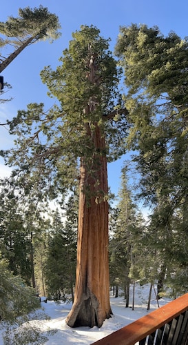 Tiny Trees Cabin (Giant Sequoias)