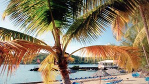 A beach with palm trees, a boat dock, and blue lounge chairs. - Beautiful, air-conditioned studio in a 3-star hotel: 2 pools + INTERNET, right on the water (Les Trois-Îlets)
