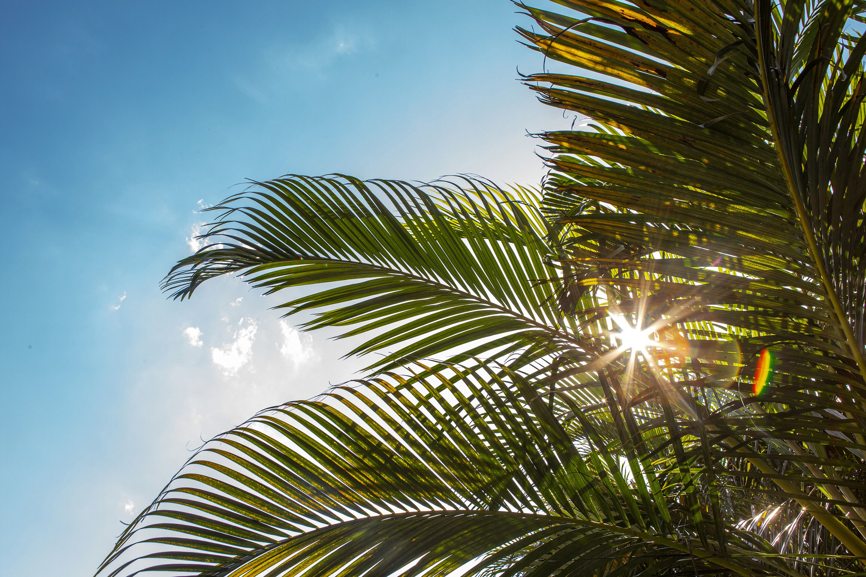 Una palmera con luz solar filtrándose entre sus hojas.