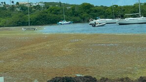 Escena costera con varios veleros amarrados cerca de una playa.