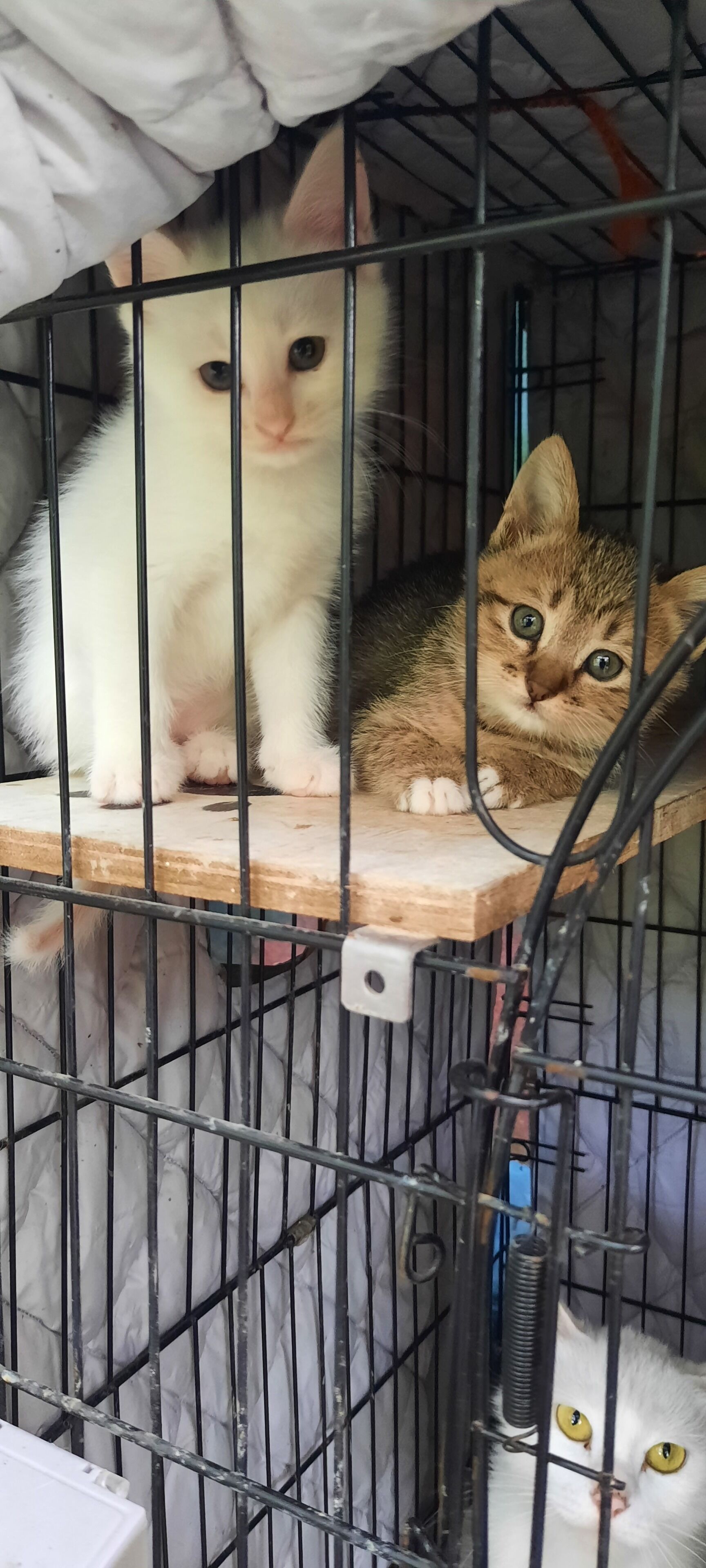 Uma gaiola de metal com duas gatas lá dentro.