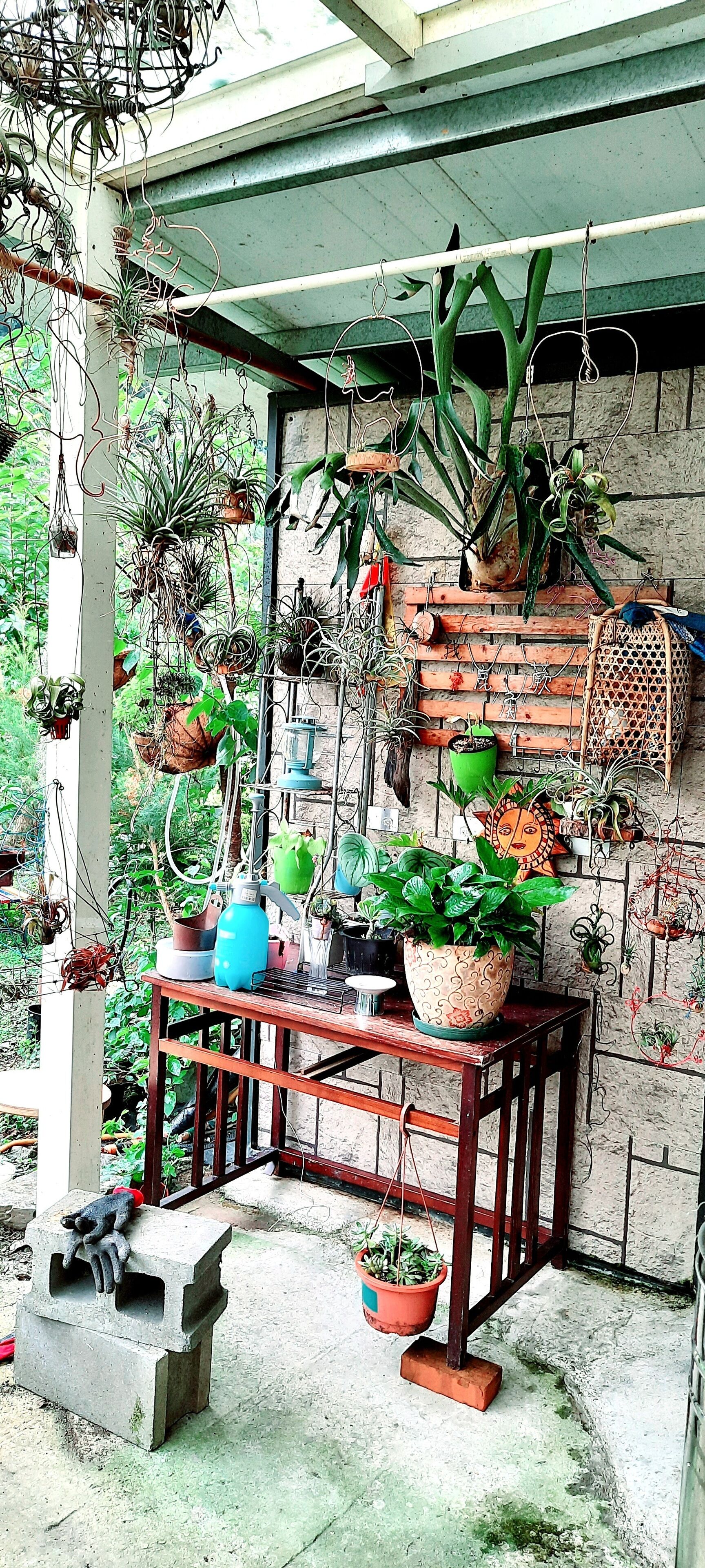 Une variété de plantes en pot disposées sur une table en bois et suspendues au mur.
