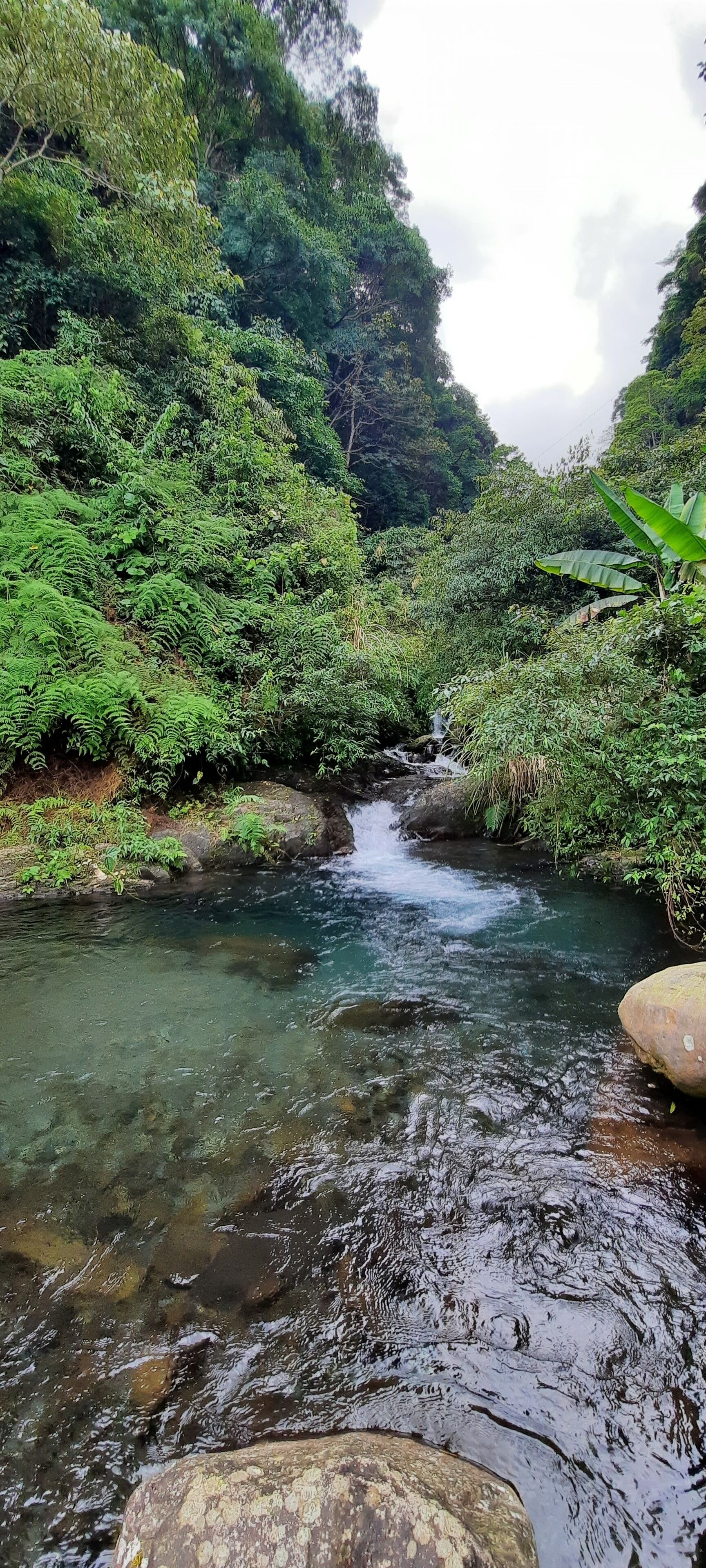 A natural landscape with a clear stream, dense greenery, and rocky terrain.
