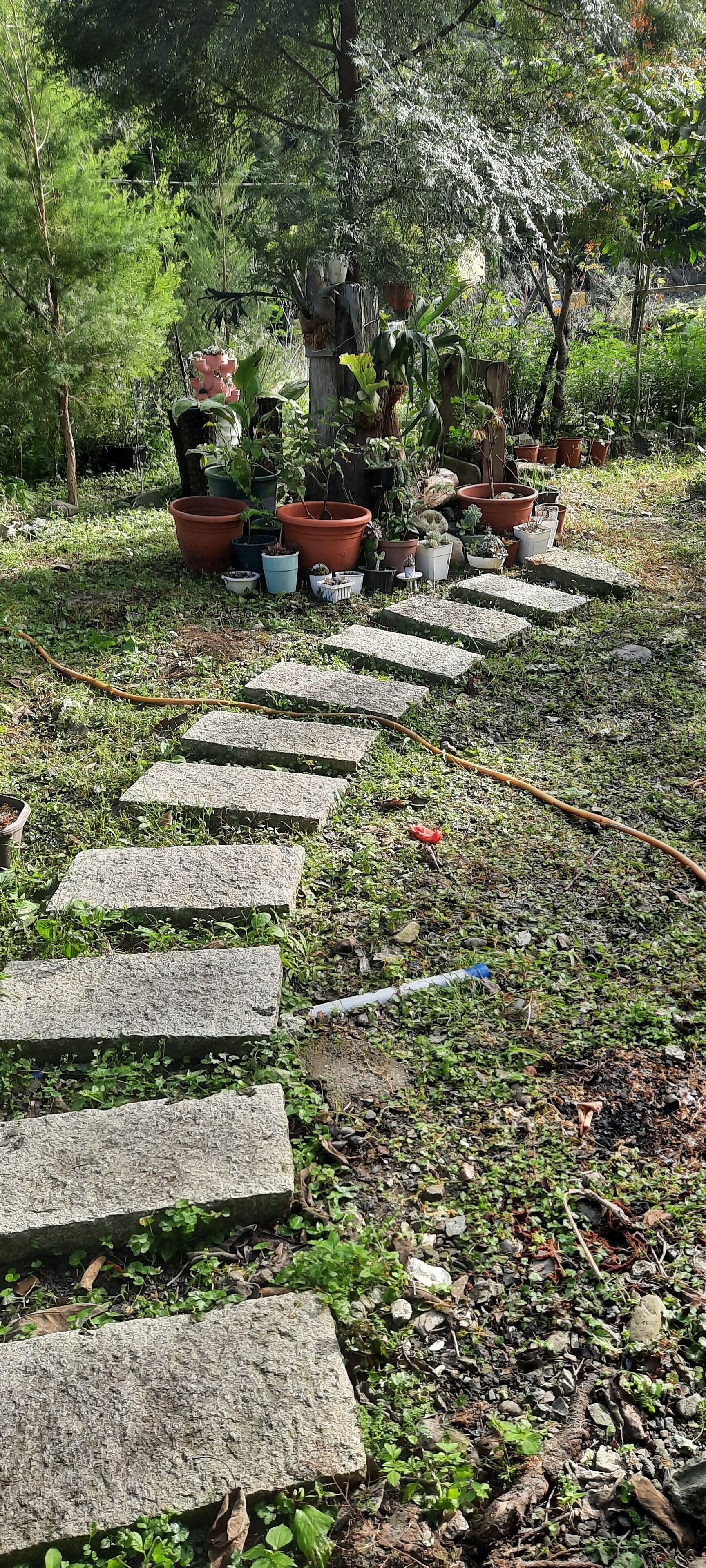 A garden path with stepping stones leading to a collection of potted plants.