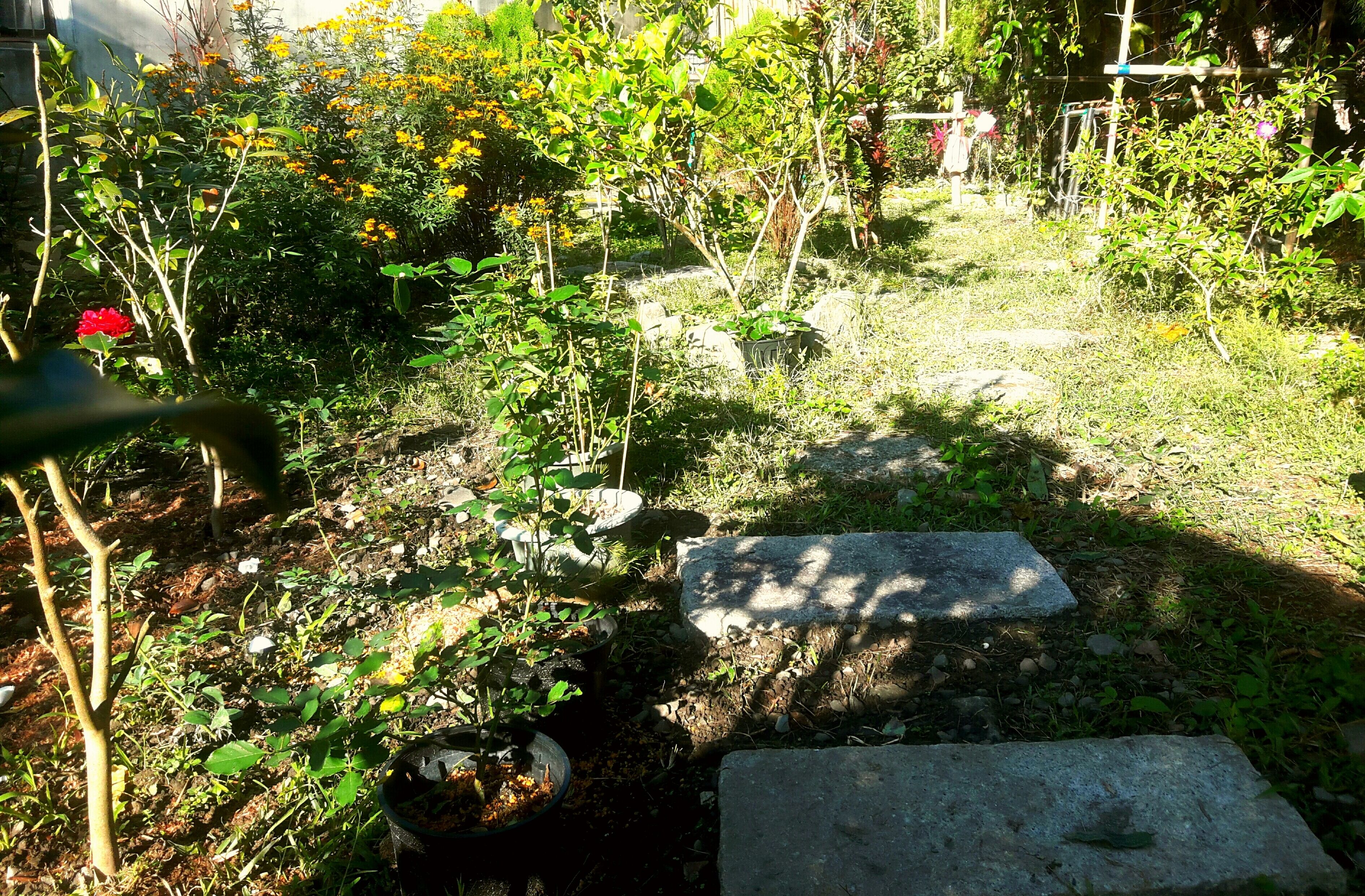 A garden with various plants and a stone pathway.