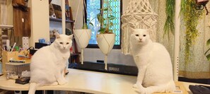 Two white cats sitting on a counter in a room with a Yamaha amplifier, a macrame wall hanging, and a window with a view of greenery. - Nasun bed and breakfast (Jianshi)