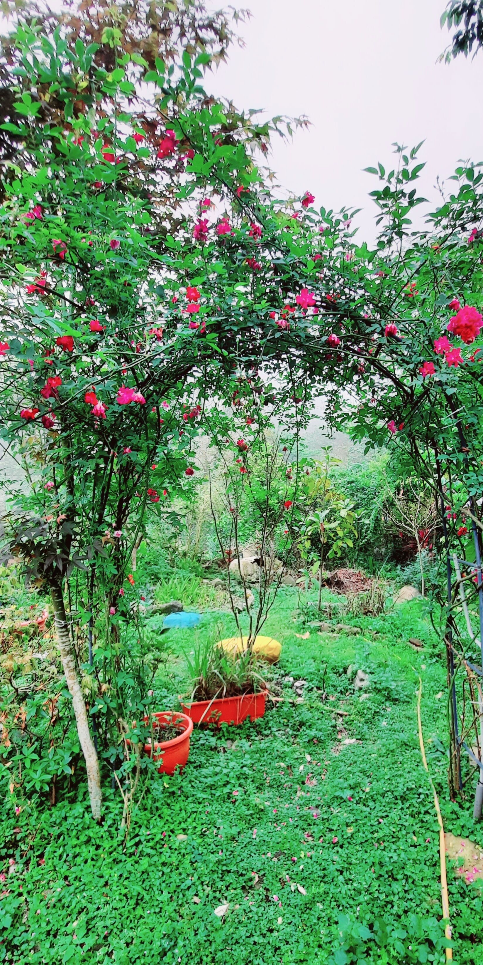 Un jardín con diversas plantas y flores, incluyendo un arco destacado con flores rosas en flor.