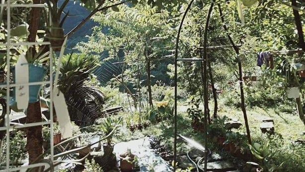 A garden with various plants and hanging planters. - Nasun bed and breakfast (Jianshi)