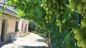 A vineyard with grapevines bearing green grapes, a building with a balcony, and a white chair outside. - "IL MANDORLO" with swimming pool (FICULLE (TR))