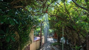 Een pad door een tuin met een waterpartij, omringd door weelderige begroeiing en bomen.