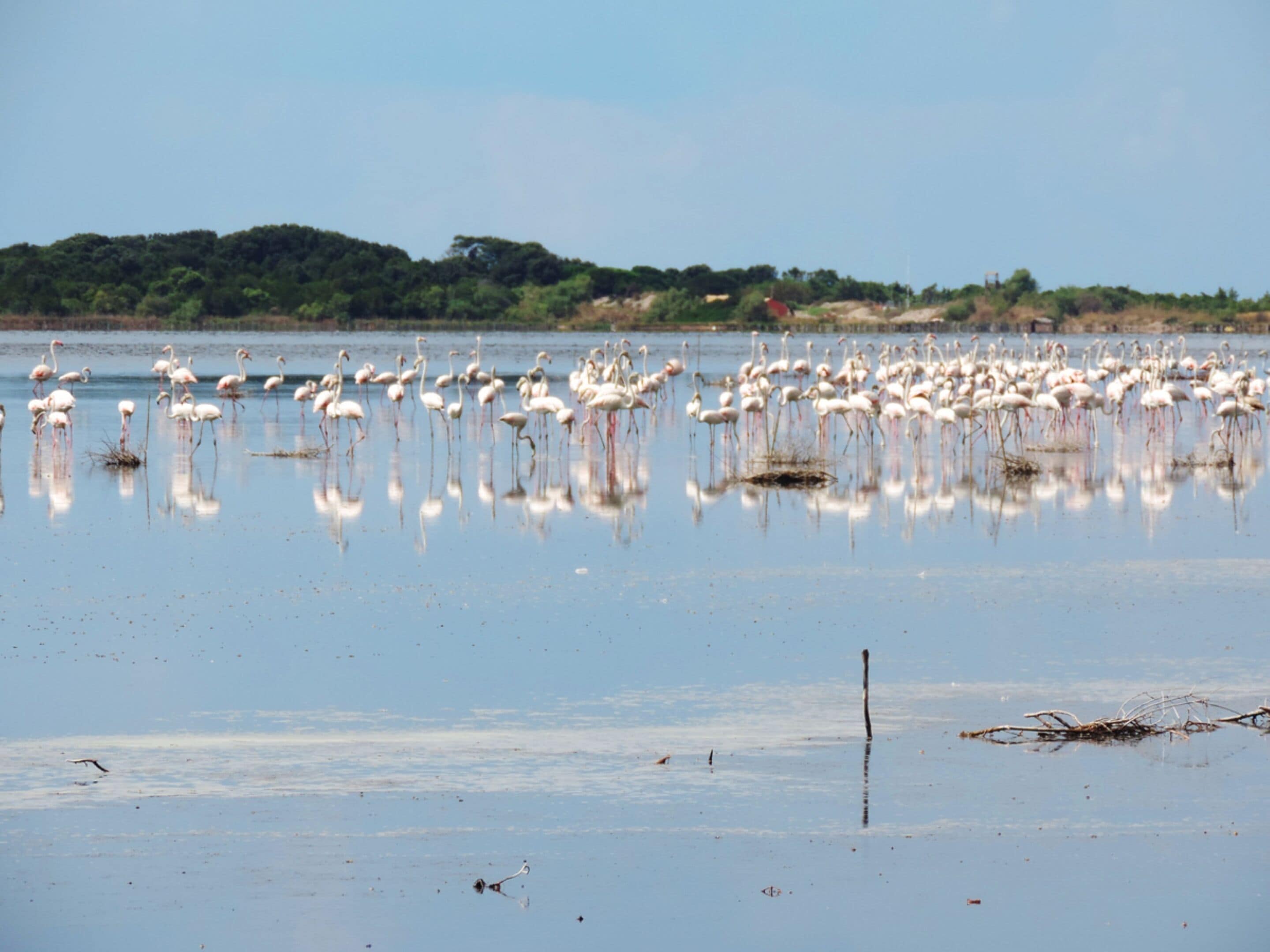 A large body of water with numerous flamingos standing in it.